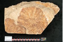 Foto (Objekt + Etikett) von Nelumbium buchii Ettingshausen (NHMW-GEO-2024-0188-11575)